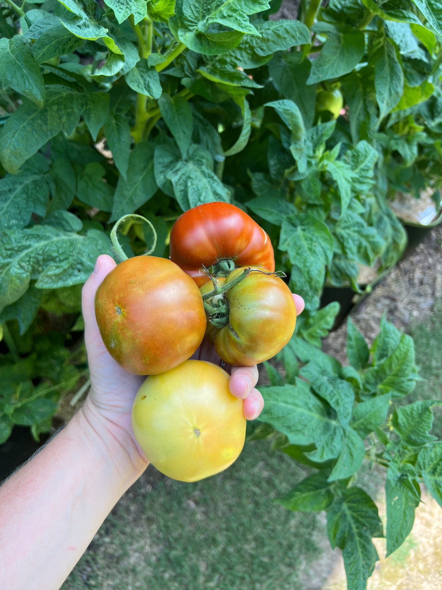 Grow Bag Veggie Garden