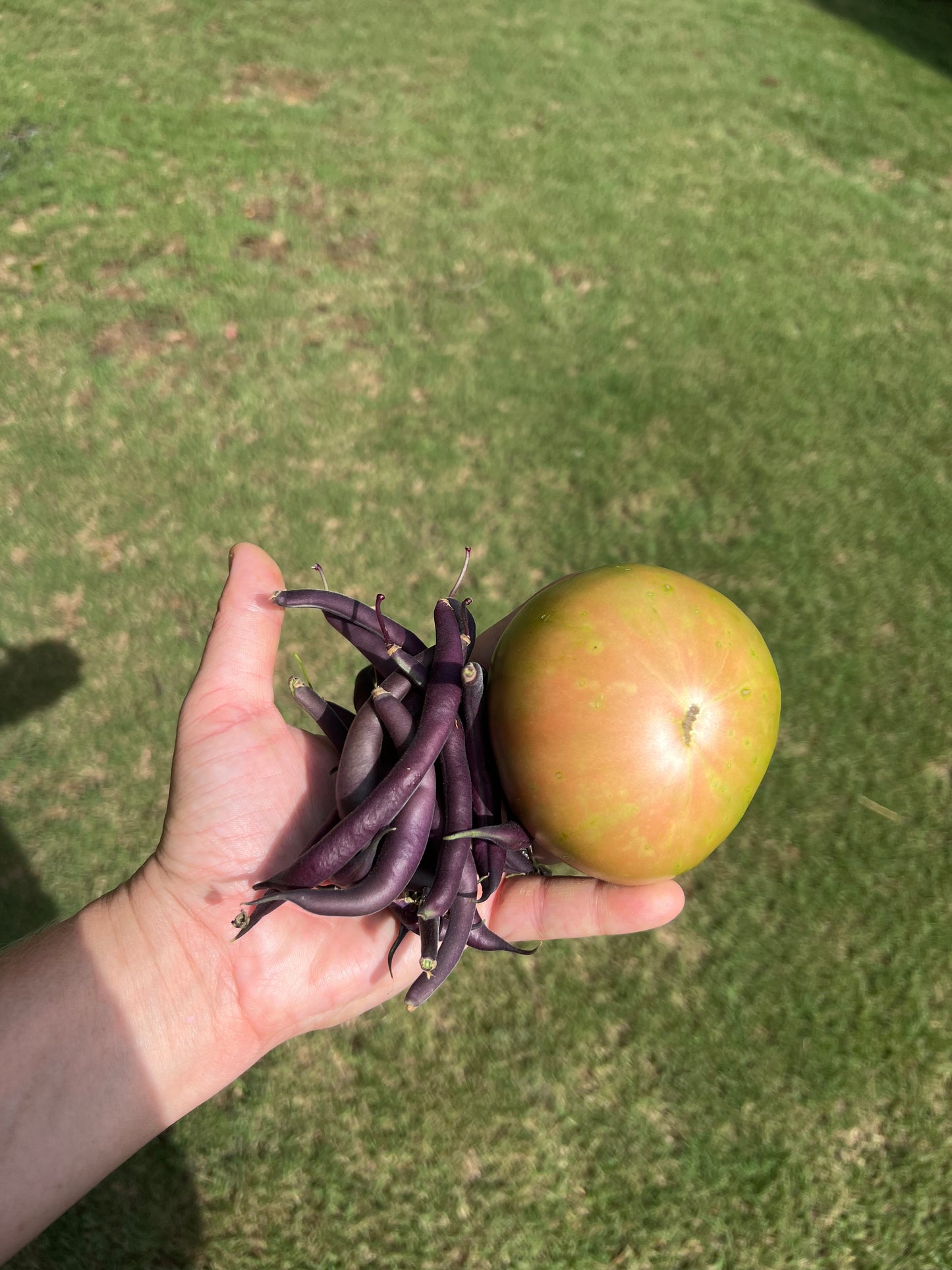 Grow Bag Veggie Garden